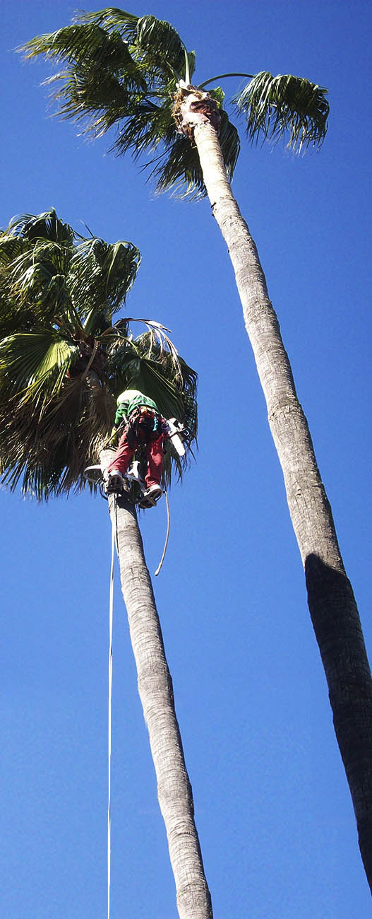 poda en altura zona verde jardisur 2